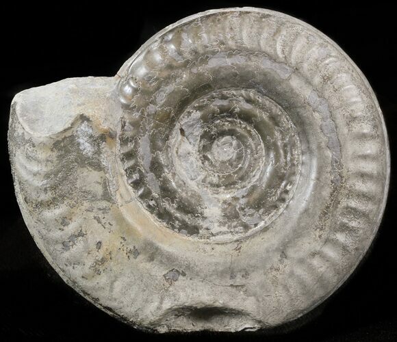 Hildoceras bifrons Ammonite - England #42672